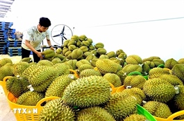 Agricultural, forestry and fishery exports reach nearly $49.3 billion after eight months