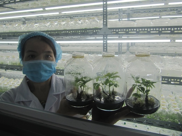 Business to pour $492 million into ginseng and herbs project