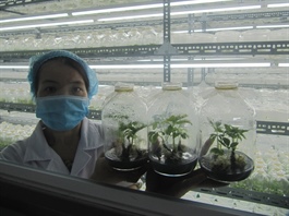 Business to pour $492 million into ginseng and herbs project
