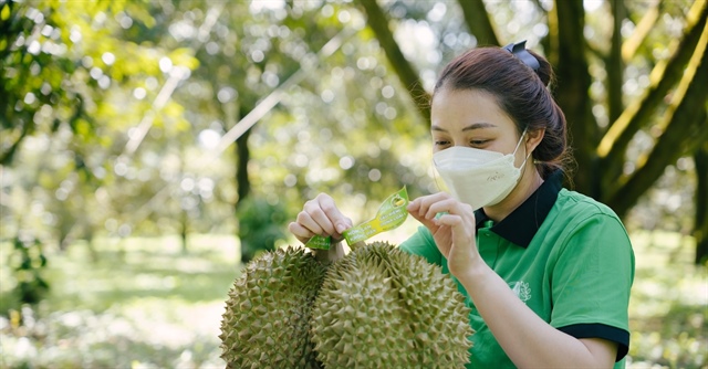 Xuất khẩu rau quả lập kỷ lục 1,37 tỷ USD, sầu riêng rộng cửa vào Ấn Độ