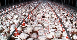Gà ngoại giá 26.500 đồng/kg đổ về, gà Việt rớt giá khiến người nuôi thua lỗ