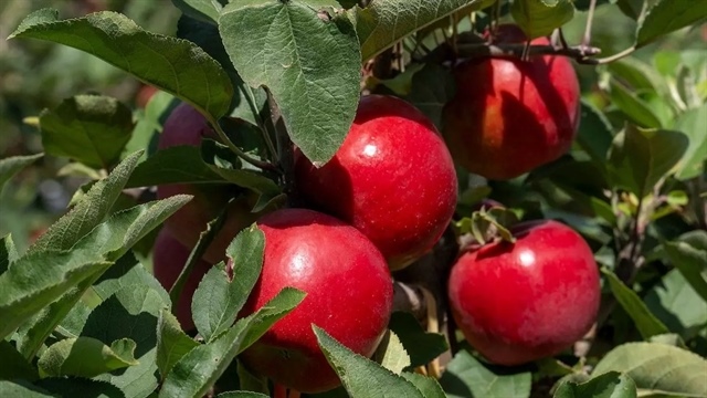 New Zealand's new apple variety makes global debut in Việt Nam