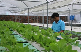 HCM City promotes high-tech urban agriculture and food processing