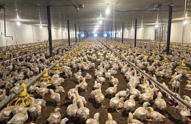 Livestock industry turns to marketing to capture higher value