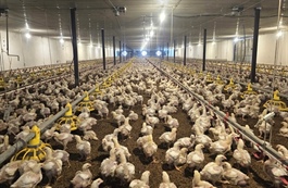 Livestock industry turns to marketing to capture higher value