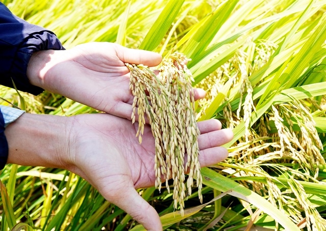 Philippines’ record rice import plan opens export opportunities