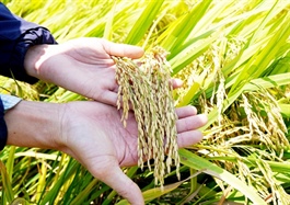Philippines’ record rice import plan opens export opportunities