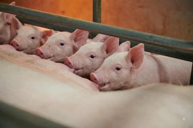 Greenfeed develops early-life nutrition solutions for piglets G.Nutri Premium (PR)