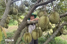 Digital technology propels Đắk Lắk’s agro products onto global market