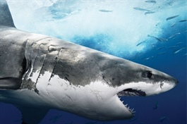 Theo dấu dòng tiền cá mập 07/10: Khối ngoại bán ròng phiên thứ 4 liên tiếp, tâm điểm PNJ