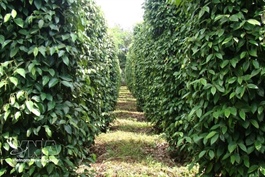 Việt Nam’s pepper exports top $1.3 billion, maintain growth momentum