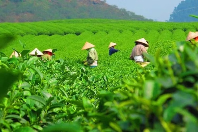 Xuất khẩu thanh long, chè, thủy sản trước loạt tiêu chuẩn mới