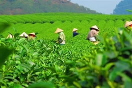 Xuất khẩu thanh long, chè, thủy sản trước loạt tiêu chuẩn mới