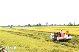 Cần Thơ to implement $581,000 GoRice project