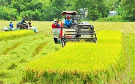 Nhà sản xuất phân bón miền Tây tính lên HOSE ngay quý 4