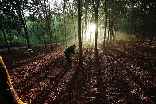 Rubber sector seeks higher value as raw exports face pressure