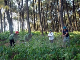 Việt Nam releases forest map as a data foundation to support EUDR compliance