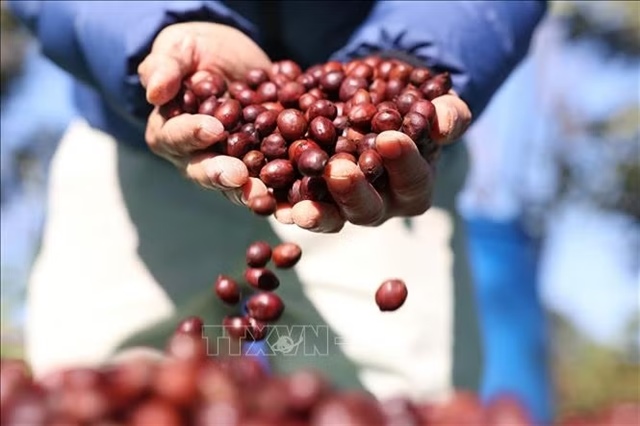 From scale to value: Việt Nam’s agro-forestry exports need control of the value chain