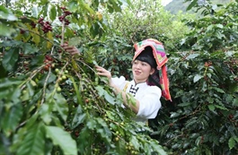 Sơn La Arabica coffee set for international auction in Hawaii in November