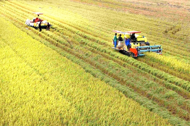 Việt Nam seeks to build national brand for low-emission rice