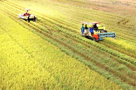 Việt Nam seeks to build national brand for low-emission rice