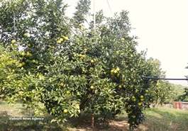 Bắc Ninh hunts buyers for 118,000 tonne fruit crop